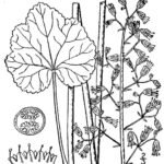 Heuchera americana plant met ingesneden groene bladeren en delicate witte bloemen.