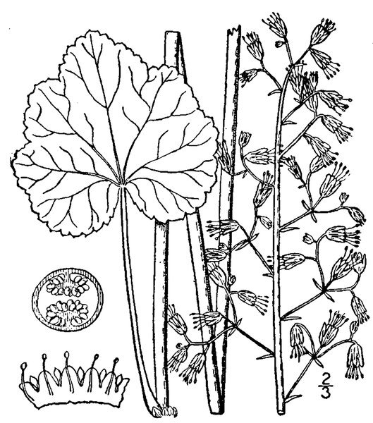 Heuchera americana plant met ingesneden groene bladeren en delicate witte bloemen.