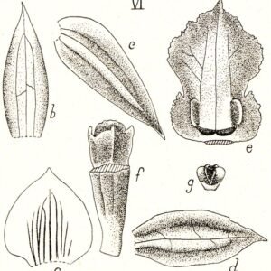 Coelogyninae orchidee met witte bloemen en groene bladeren op kleigrond.