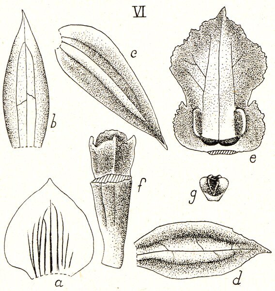 Coelogyninae orchidee met witte bloemen en groene bladeren op kleigrond.