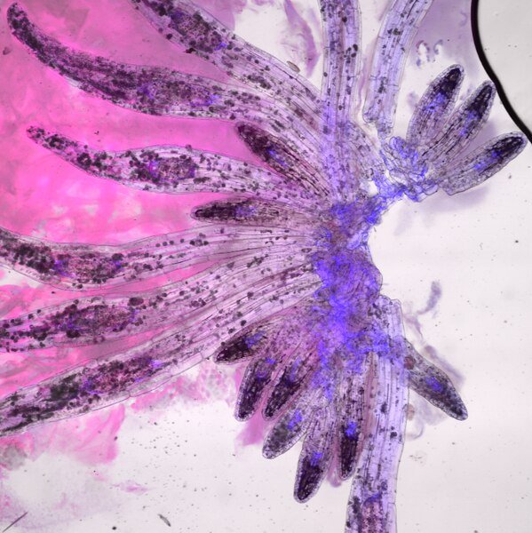 Cranichis orchidee zaden met kleine groene bloemen en bladeren.