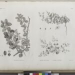 Balanites aegyptiaca plant met ovale bladeren en groene vruchten.