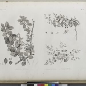 Balanites aegyptiaca plant met ovale bladeren en groene vruchten.