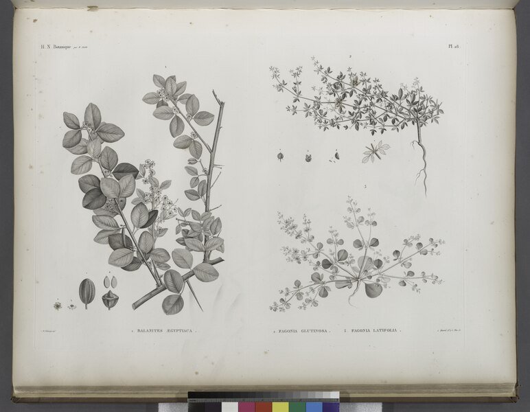 Balanites aegyptiaca plant met ovale bladeren en groene vruchten.