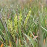 Orchideeënplant Hammarbya paludosa met groene bladeren en witte bloemen.