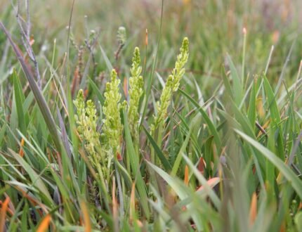 Orchideeënplant Hammarbya paludosa met groene bladeren en witte bloemen.