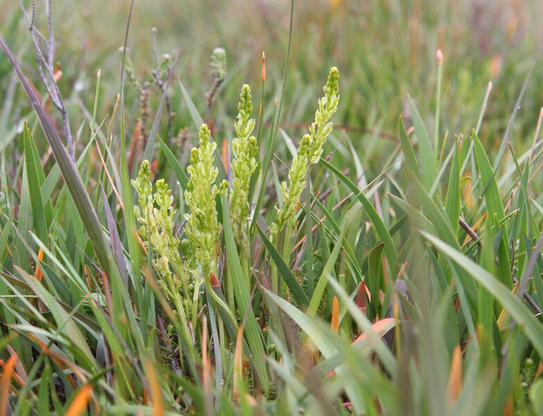 Orchideeënplant Hammarbya paludosa met groene bladeren en witte bloemen.
