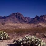 Verschillende cactussen in de Nevada woestijn, diverse vormen en groottes.
