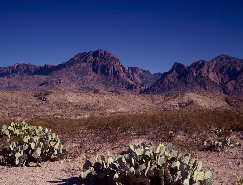 Verschillende cactussen in de Nevada woestijn, diverse vormen en groottes.