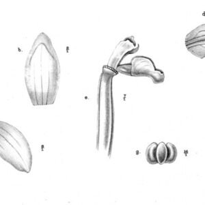 Aphyllorchis orchidee met bleke bloemen op botanische illustratie uit Nova Guinea 1913.