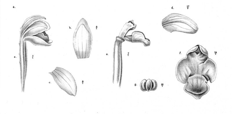Aphyllorchis orchidee met bleke bloemen op botanische illustratie uit Nova Guinea 1913.