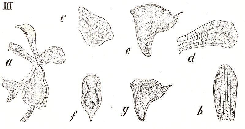 Witte en paarse bloemen van de Macropodanthus orchidee.