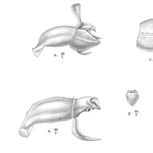 Octarrhena plant met groene bladeren in pot op neutrale achtergrond.