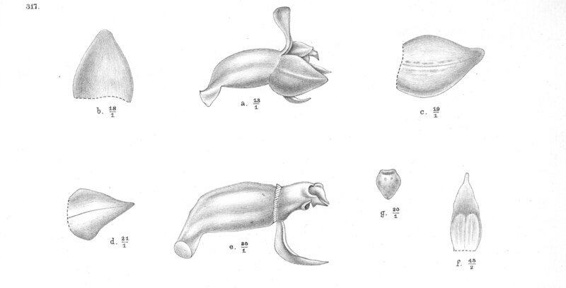 Octarrhena plant met groene bladeren in pot op neutrale achtergrond.