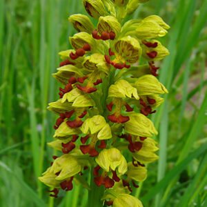 Purple orchid with fine dots on dark green leaves - Orchis punctulata.