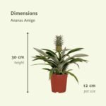 2x Bromelia - Ananasplant - 30cm - ø12 - Afbeelding 4