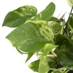 Epipremnum Marble Queen - Scindapsus - Ø15cm - ↕25cm - Afbeelding 2