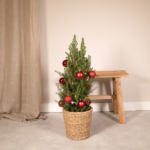 Picea Glauca Conica - Ø21cm - ↕80cm - Red - Ø21 - ↨80cm - Afbeelding 2