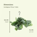 2x Scindapsus Pictus Trebie - Epipremnum - 25cm - ø15 - Afbeelding 4