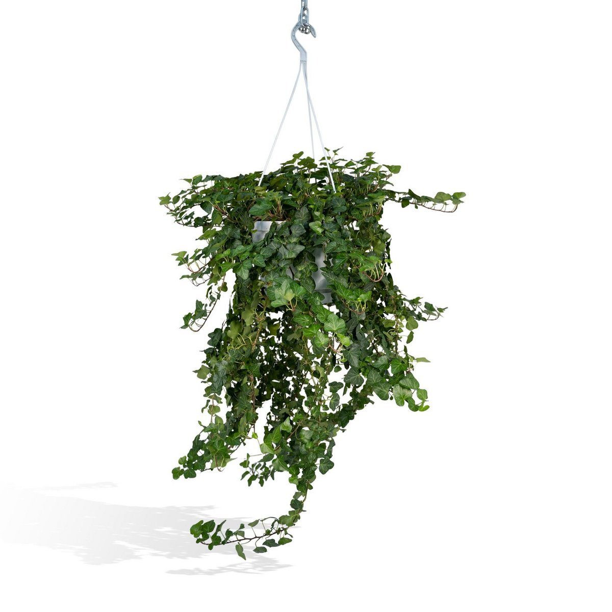 03f0dd4d-2973-46d7-be83-645ba8d63dfd_1200x1200_fill.jpg Hedera Wonder Green Hang, groene hangplant in pot, met weelderige bladeren, geschikt voor klimmen of hangen. Ø24cm, ↕70cm.