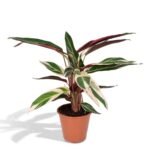 Calathea Triostar in een terracotta pot, met groene en roze bladeren, hoogte 70 cm, diameter pot 19 cm.