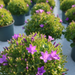 2x Campanula Addenda Ambella Intense purple in Granada sierpotten - potmaat 12cm - vaste plant - winterhard - Afbeelding 3