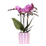 Paarse phalaenopsis orchidee Vienna in lila Painted Stripe pot, met speelse streepjes en groene bladeren.