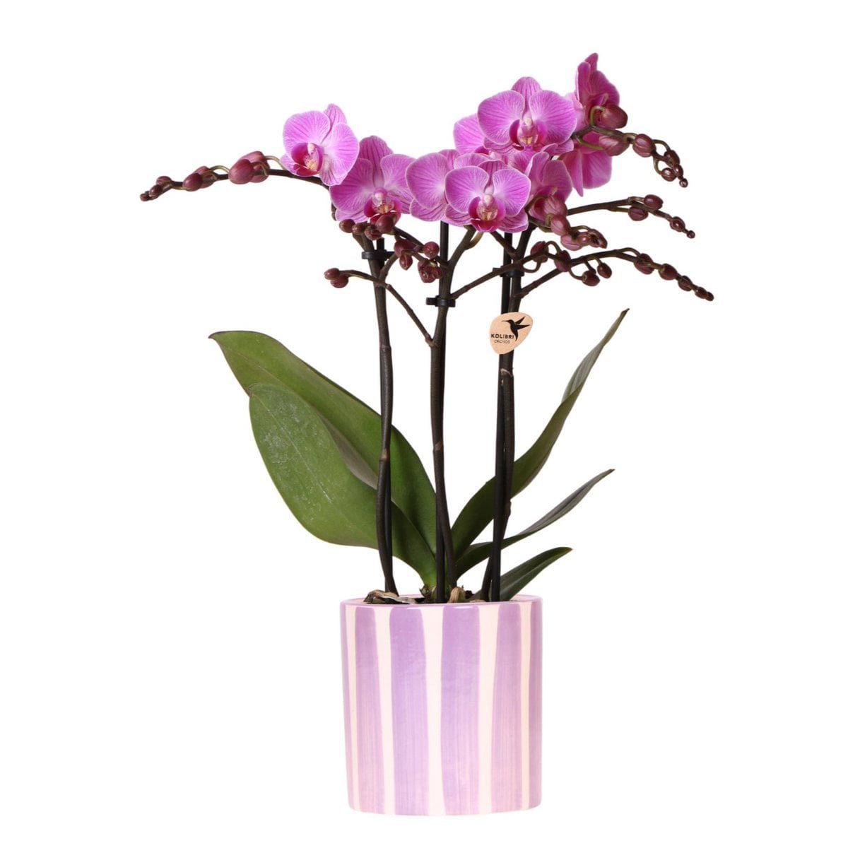 051e32fe-9ce8-4142-994e-71fe568929df_1200x1200_fill.jpg Paarse phalaenopsis orchidee Vienna in lila Painted Stripe pot, met speelse streepjes en groene bladeren.