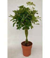 Schefflera Compacta met gevlochten stam in een terracotta pot, hoogte 80 cm, diameter pot 19 cm. Groene, glanzende bladeren.