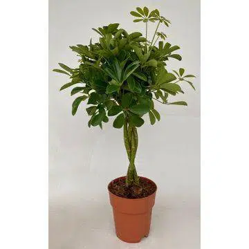 0676a9da-1672-455b-994b-5e389896b1fa_1200x1200_fill.jpg Schefflera Compacta met gevlochten stam in een terracotta pot, hoogte 80 cm, diameter pot 19 cm. Groene, glanzende bladeren.