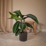 Calathea Warscewiczii - Pauwenplant - Ø19cm - ↕70cm - Afbeelding 2