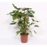 Homalomena Rubescens Maggy, grote kamerplant met opvallend groen blad in een bruine pot, hoogte 90 cm, diameter 24 cm.