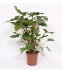Homalomena Rubescens Maggy, grote kamerplant met opvallend groen blad in een bruine pot, hoogte 90 cm, diameter 24 cm.