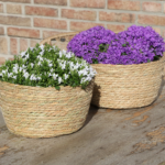 Campanula Addenda Ambella Intense purple - Rieten schaal met Campanula met watergeefsysteem - 3 stuks - Klokjesbloem paars  - potmaat 12cm - binnen & buiten - Afbeelding 3