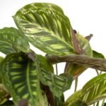 Calathea Flamestar - Ø19cm - ↕75cm - Afbeelding 3