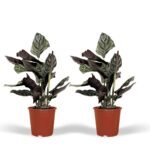 2x Calathea Ornata - Pauwenplant - 50cm - ø14