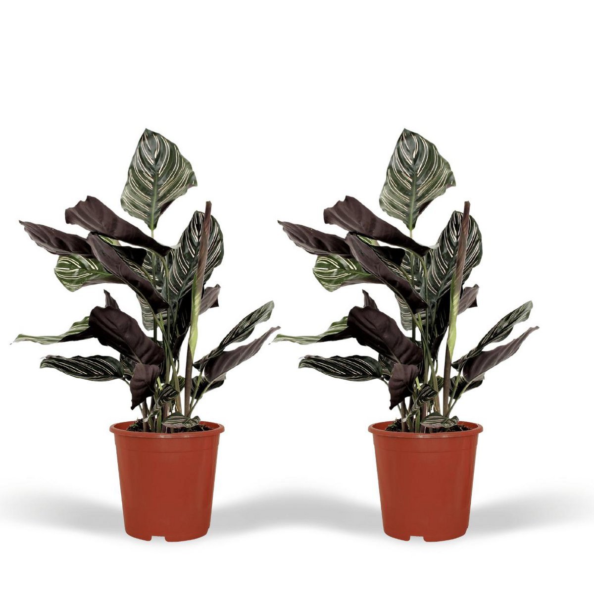 0a90a618-9e9c-40d1-8682-c8f1240f28d5_1200x1200_fill.jpg Twee Calathea Ornata planten van 50 cm hoog in oranje potten, met opvallende groene en paarse bladeren.