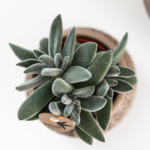 Kolibri Greens | Groene plant - Succulent Tarantula - groene kamerplant - vers van de kweker - Ø6cm - Afbeelding 5