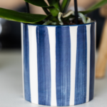 Kolibri Orchids | Set van witte Phalaenopsis orchidee Amabilis en Succulent Crassula Hobbit in Painted Stripe pot blauw - potmaat Ø9cm + Ø6cm | bloeiende kamerplant - vers van de kweker - Afbeelding 4