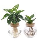 Bolglas Duo met Monstera Adansonii en Clusia in glazen potten, Ø12cm, hoogte 30cm, met zichtbare wortels.