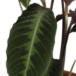 Calathea Warscewiczii - Pauwenplant - Ø19cm - ↕70cm - Afbeelding 3