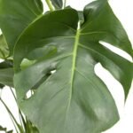 Monstera Deliciosa - Gatenplant - Ø21cm - ↕65cm - Afbeelding 3