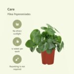 2x Pilea Peperomiodes - Pannekoekenplant - 25cm - ø15 - Afbeelding 5