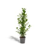 Ficus microcarpa Moclame in een grijze pot, met groene ovaalvormige bladeren, hoogte 95 cm, diameter pot 21 cm.