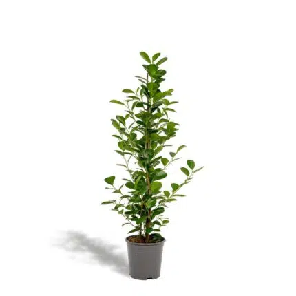 Ficus microcarpa Moclame in een grijze pot, met groene ovaalvormige bladeren, hoogte 95 cm, diameter pot 21 cm.