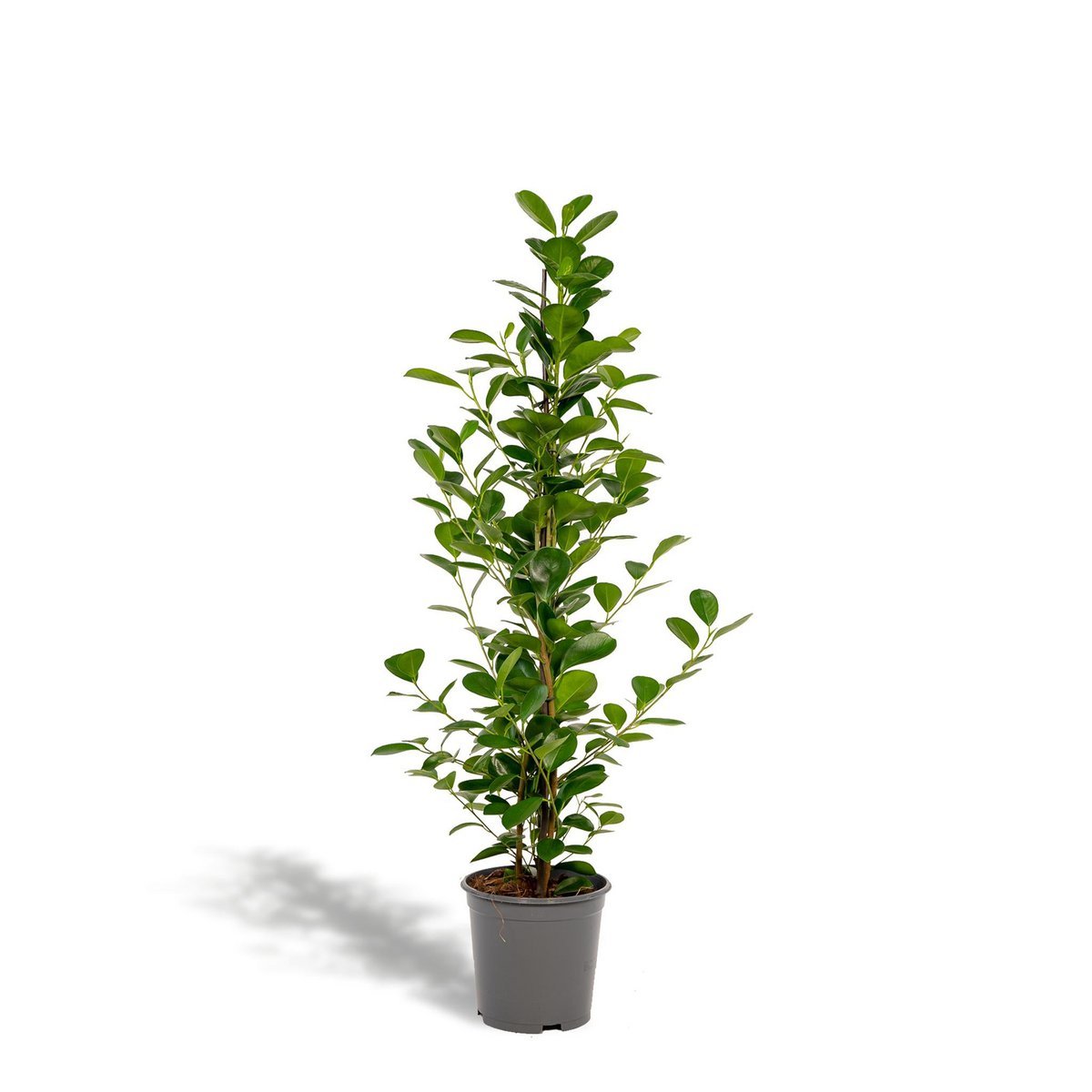 100571f7-1288-45b9-ab1d-eb4101f74ab2_1200x1200_fill.jpg Ficus microcarpa Moclame in een grijze pot, met groene ovaalvormige bladeren, hoogte 95 cm, diameter pot 21 cm.