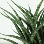 2x Sansevieria Fernwood Punk - Vrouwentong - 30cm - ø12 - Afbeelding 3