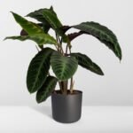 Calathea Warscewiczii - Pauwenplant - Ø19cm - ↕70cm - Afbeelding 8