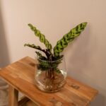 Calathea Insignis in Kingston-glas - ø4cm - ↕30cm - Afbeelding 2