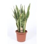 Sansevieria Trifasciata Laurentii in een bruine pot, hoogte 85 cm, met rechtopstaande, groene bladeren met gele randen.